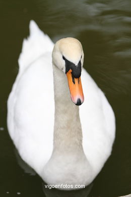 SWANS. COMMON SWAN