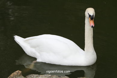 CISNES. CISNE COMÚN