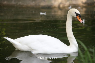 CISNES. CISNE COMÚN