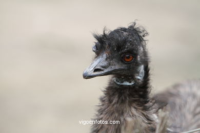 EMU. SEGUNDO MAIOR PÁSSARO TRAS O AVESTRUZ.