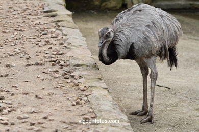 EMU. SEGUNDO MAIOR PÁSSARO TRAS O AVESTRUZ.