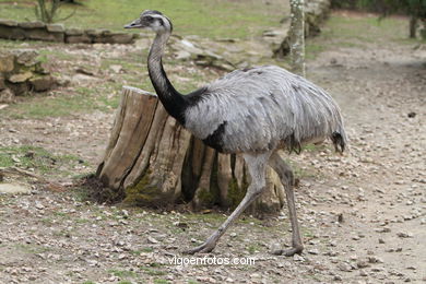 EMU. SEGUNDO MAIOR PÁSSARO TRAS O AVESTRUZ.