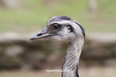 EMU. SEGUNDO MAIOR PÁSSARO TRAS O AVESTRUZ.