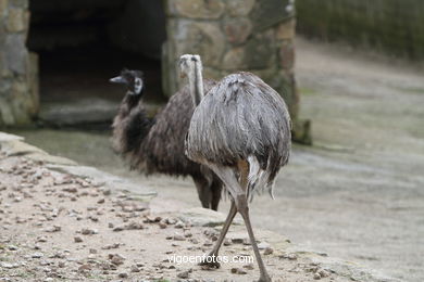 EMU. SEGUNDO MAIOR PÁSSARO TRAS O AVESTRUZ.