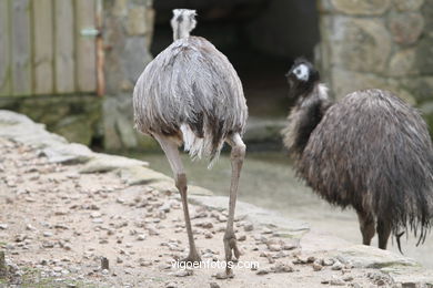 EMU. SEGUNDO MAIOR PÁSSARO TRAS O AVESTRUZ.