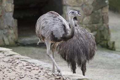 EMU. SEGUNDO MAIOR PÁSSARO TRAS O AVESTRUZ.