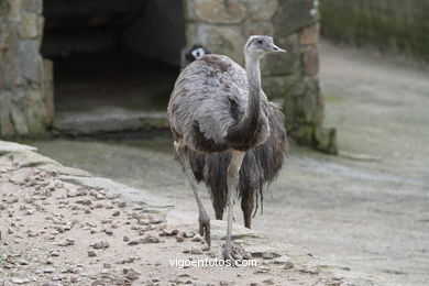 EMU. SEGUNDO MAIOR PÁSSARO TRAS O AVESTRUZ.