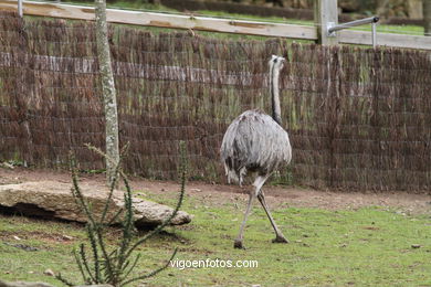 EMU. SEGUNDO MAIOR PÁSSARO TRAS O AVESTRUZ.