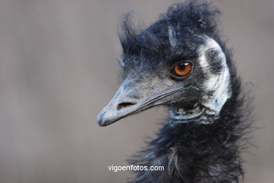 EMU. SEGUNDO MAIOR PÁSSARO TRAS O AVESTRUZ.