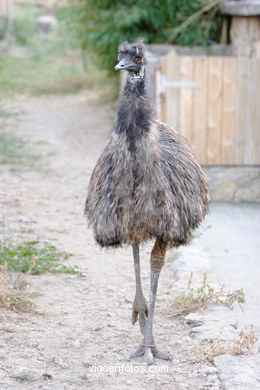 EMU. SEGUNDO MAIOR PÁSSARO TRAS O AVESTRUZ.