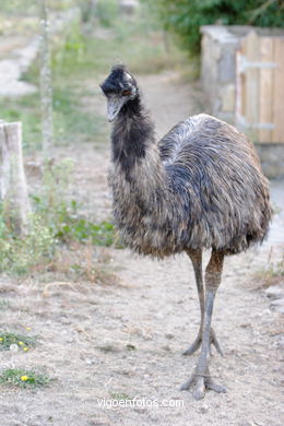 EMU. SEGUNDO MAIOR PÁSSARO TRAS O AVESTRUZ.