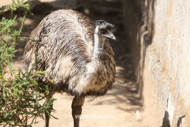 EMU. SEGUNDO MAIOR PÁSSARO TRAS O AVESTRUZ.