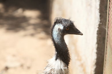 EMU. SEGUNDO MAIOR PÁSSARO TRAS O AVESTRUZ.