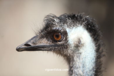 EMU. SEGUNDO MAIOR PÁSSARO TRAS O AVESTRUZ.