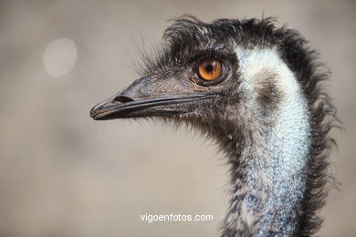 EMU. SEGUNDO MAIOR PÁSSARO TRAS O AVESTRUZ.