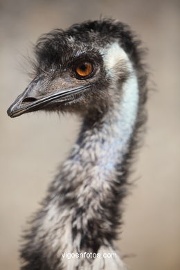 EMU. SEGUNDO MAIOR PÁSSARO TRAS O AVESTRUZ.