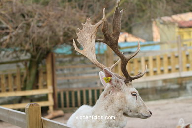 White fallow deer