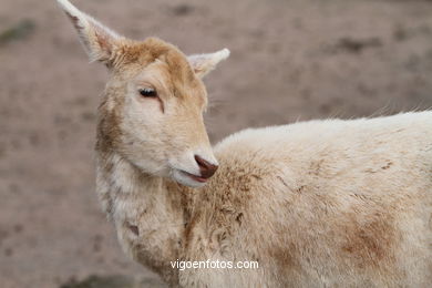 WHITE FALLOW DEER