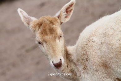 WHITE FALLOW DEER