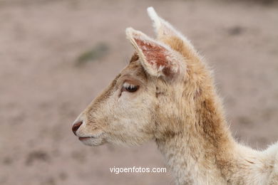 WHITE FALLOW DEER