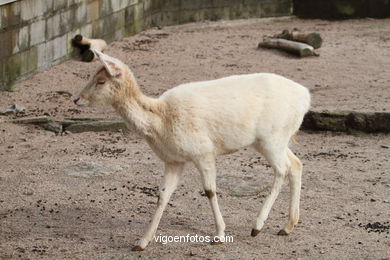 WHITE FALLOW DEER