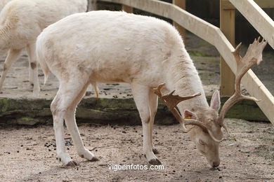 GAMOS BRANCOS OU ALBINOS.