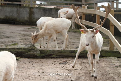 WHITE FALLOW DEER