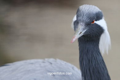 DEMOISELLE CRANE