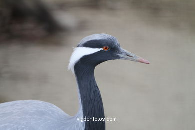 DEMOISELLE CRANE