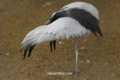 DEMOISELLE CRANE