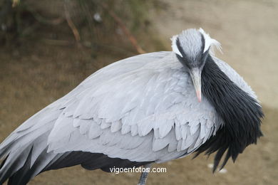 Demoiselle Crane