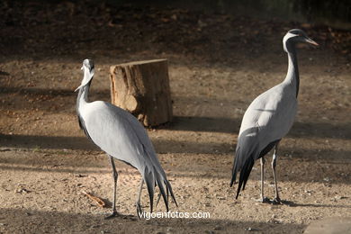 DEMOISELLE CRANE