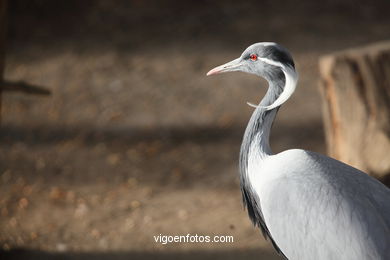 DEMOISELLE CRANE