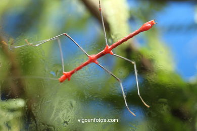 ARANHAS E INSETOS