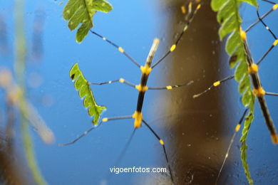 INSECTS: STICK INSECT, LEAF INSECT ...