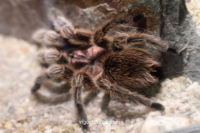 SPIDERS, TARANTULAS AND SCORPIONS. ARACHNIDS