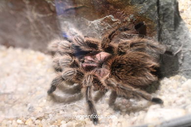 ARANHAS, TARÂNTULAS E ESCORPIÃO. ARACNÍDEOS