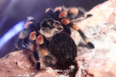 SPIDERS, TARANTULAS AND SCORPIONS. ARACHNIDS