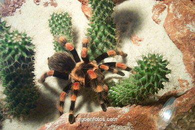 SPIDERS, TARANTULAS AND SCORPIONS. ARACHNIDS