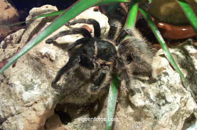 SPIDERS, TARANTULAS AND SCORPIONS. ARACHNIDS