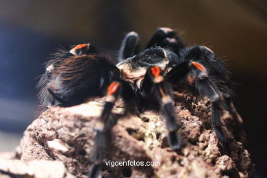 ARANHAS, TARÂNTULAS E ESCORPIÃO. ARACNÍDEOS