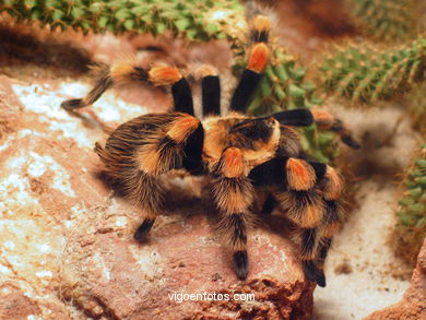 SPIDERS, TARANTULAS AND SCORPIONS. ARACHNIDS