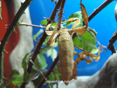 INSECTS: STICK INSECT, LEAF INSECT ...