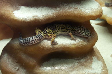 LIZARDS, SAURI. REPTILES