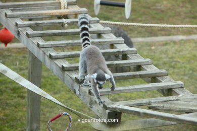 Lemur