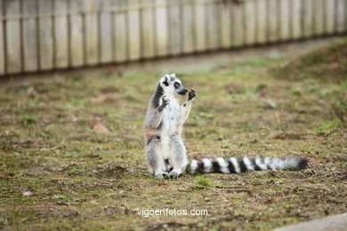 Lemur