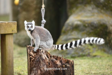 Lemur