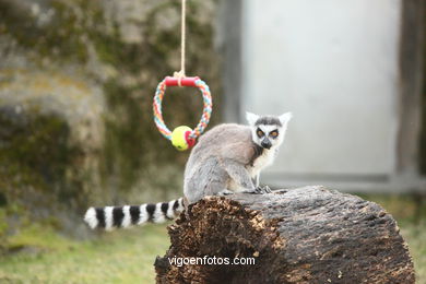 Lemur