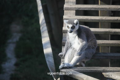 Lemur