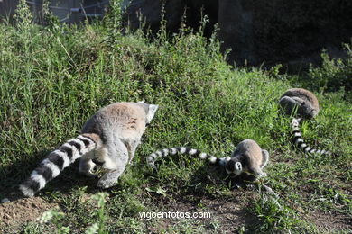 Lemur